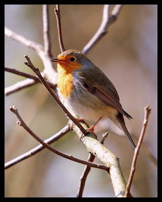 Kızılgerdan » European Robin » Erithacus rubecula