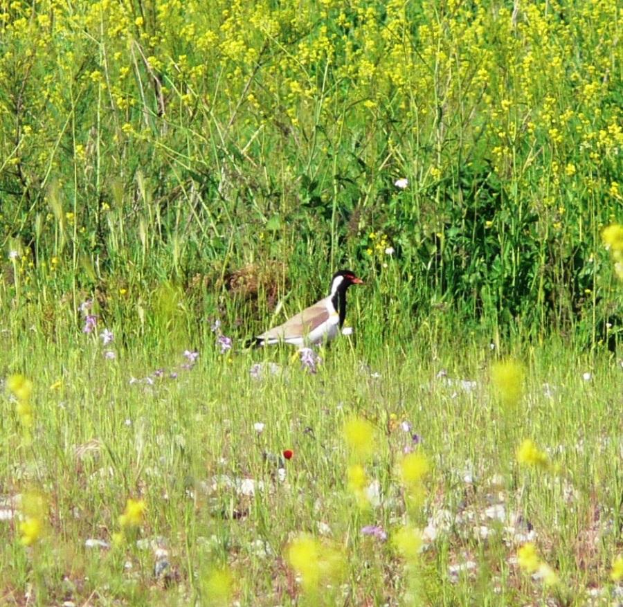Büyük kızkuşu » Red-wattled Lapwing » Vanellus indicus