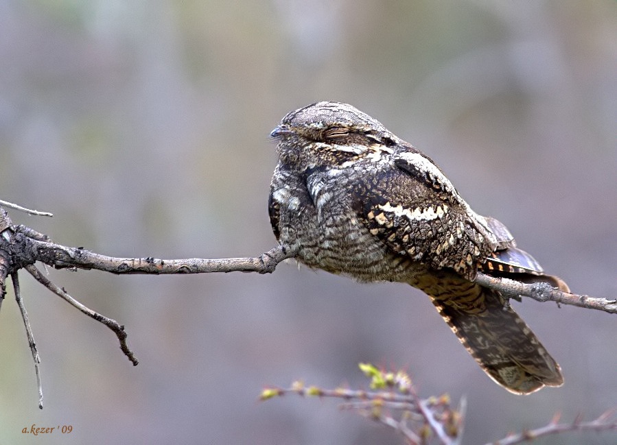 Çobanaldatan » European Nightjar » Caprimulgus europaeus