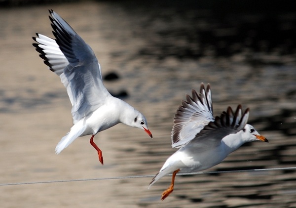 Karabaş martı » Black-headed Gull » Chroicocephalus ridibundus