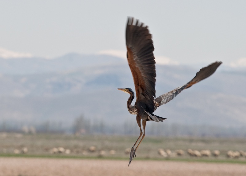 Erguvani balıkçıl » Purple Heron » Ardea purpurea