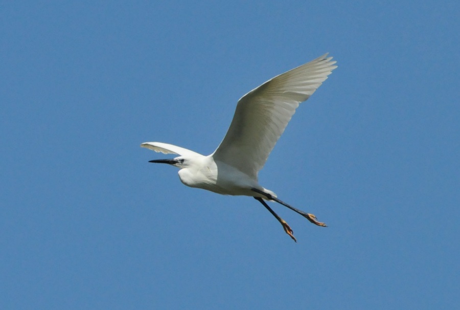 Küçük ak balıkçıl » Little Egret » Egretta garzetta
