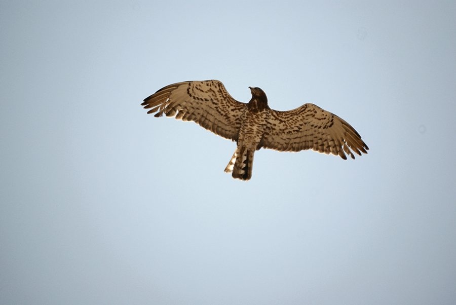 Yılan kartalı » Short-toed Snake Eagle » Circaetus gallicus