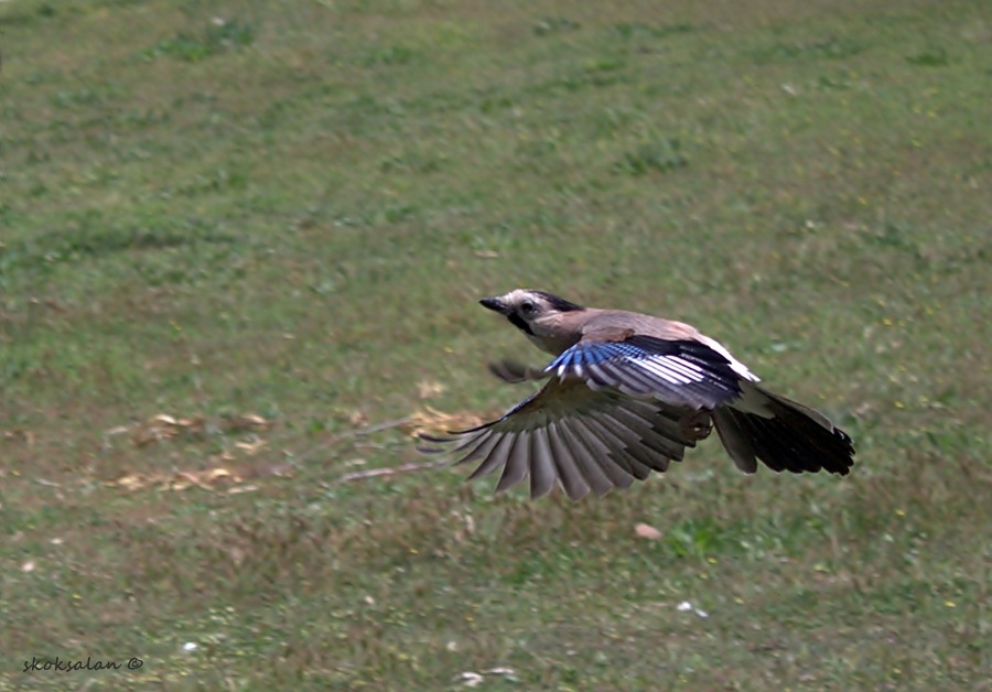 Alakarga » Eurasian Jay » Garrulus glandarius