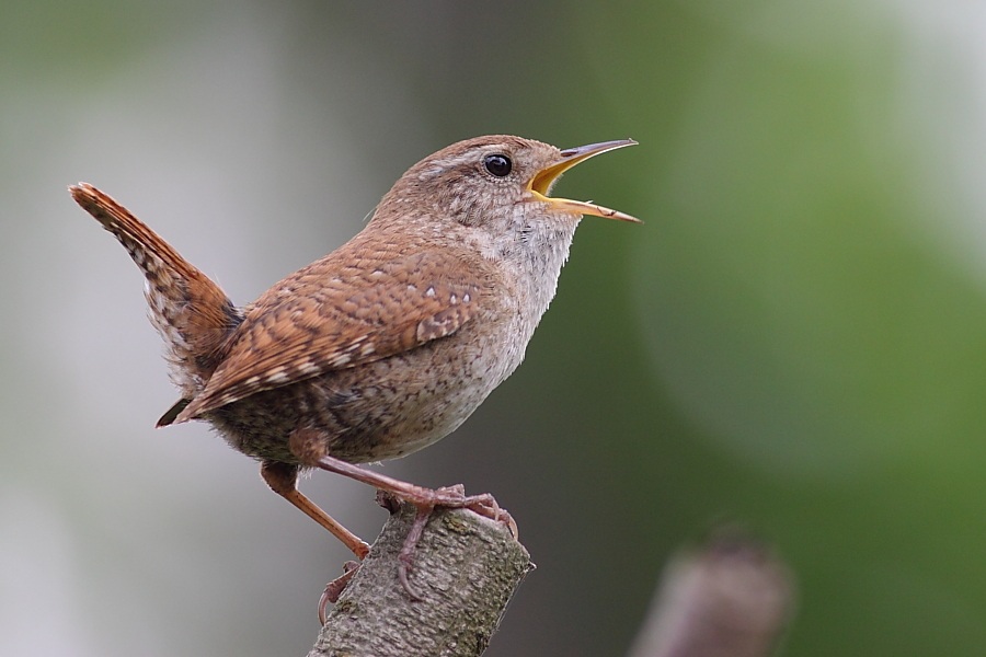 Çitkuşu » Eurasian Wren » Troglodytes troglodytes