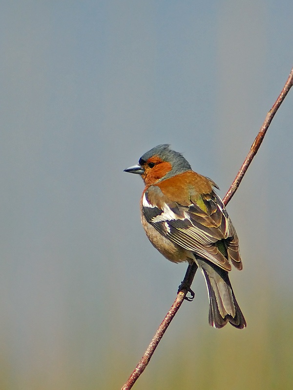 İspinoz » Common Chaffinch » Fringilla coelebs