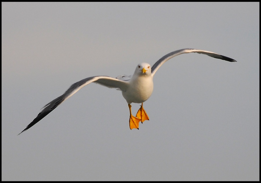 Gümüş martı » Yellow-legged Gull » Larus michahellis
