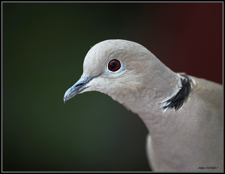 Kumru » Eurasian Collared Dove » Streptopelia decaocto