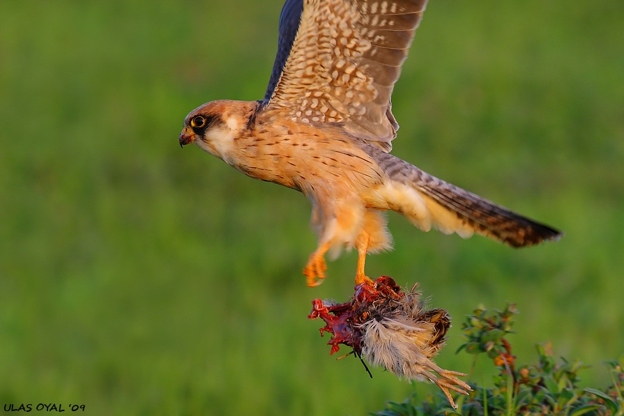 Ala doğan » Red-footed Falcon » Falco vespertinus