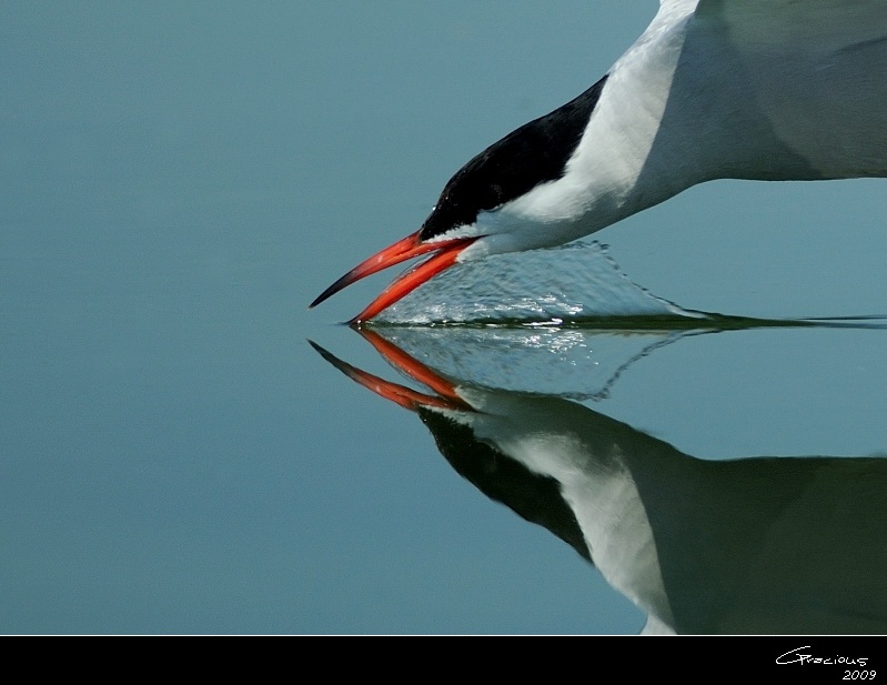 Sumru » Common Tern » Sterna hirundo