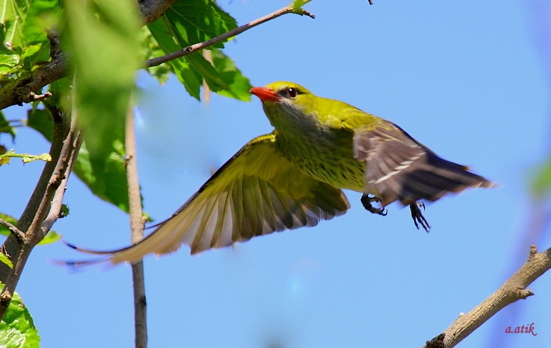 Sarıasma » Eurasian Golden Oriole » Oriolus oriolus