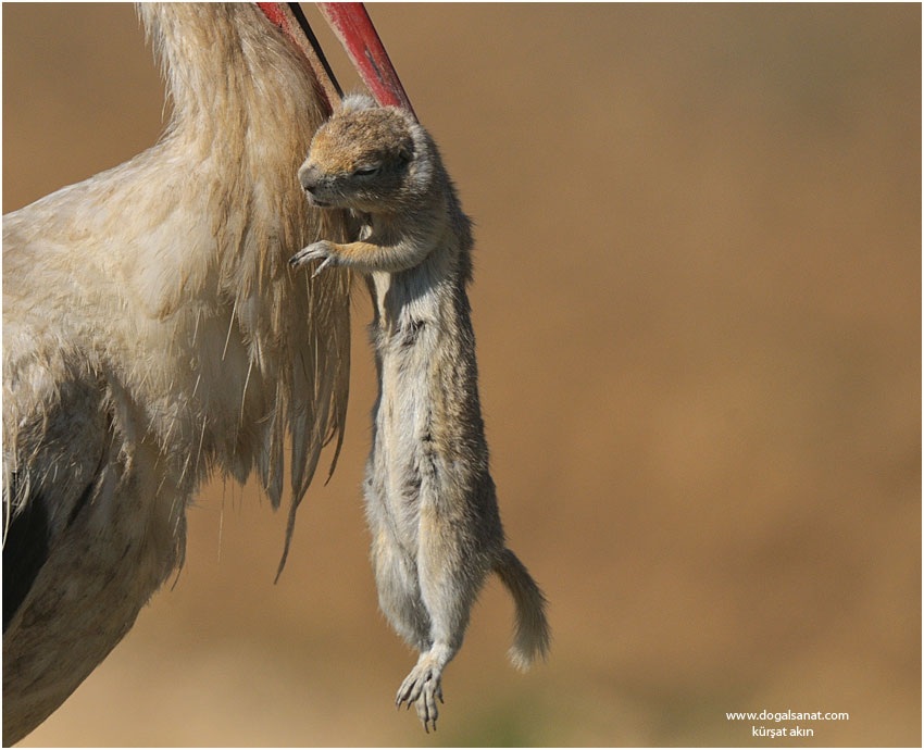 Leylek » White Stork » Ciconia ciconia
