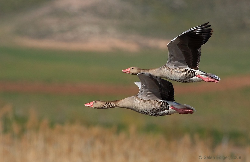 Boz kaz » Greylag Goose » Anser anser