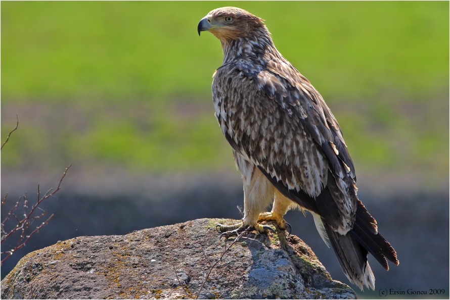 Şah kartal » Eastern Imperial Eagle » Aquila heliaca