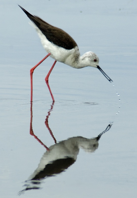 Uzunbacak » Black-winged Stilt » Himantopus himantopus