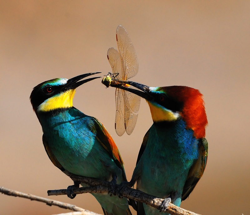 Arıkuşu » European Bee-eater » Merops apiaster