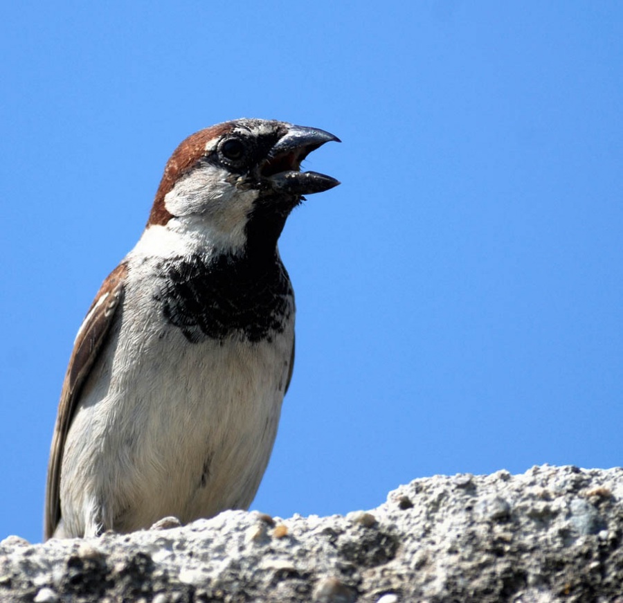 Serçe » House Sparrow » Passer domesticus