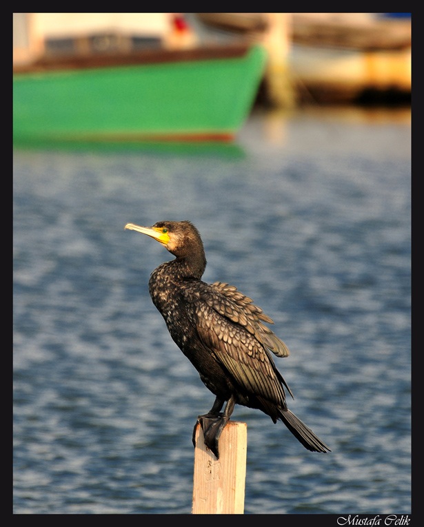 Karabatak » Great Cormorant » Phalacrocorax carbo