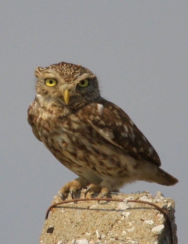 Kukumav » Little Owl » Athene noctua