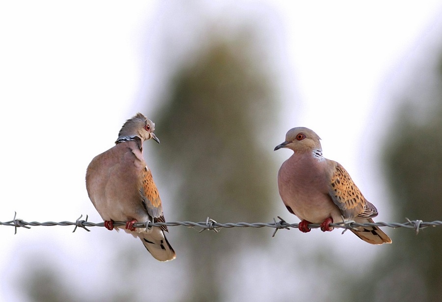 Üveyik » European Turtle Dove » Streptopelia turtur