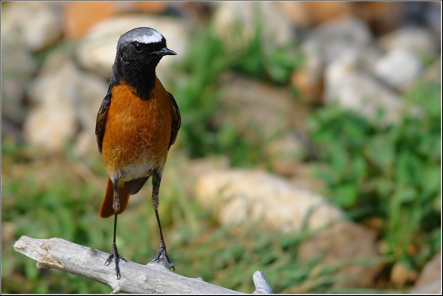 Kızılkuyruk » Common Redstart » Phoenicurus phoenicurus