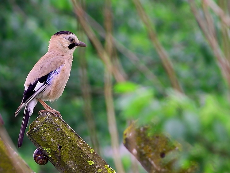 Alakarga » Eurasian Jay » Garrulus glandarius