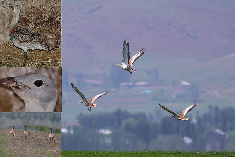 Toy » Great Bustard » Otis tarda