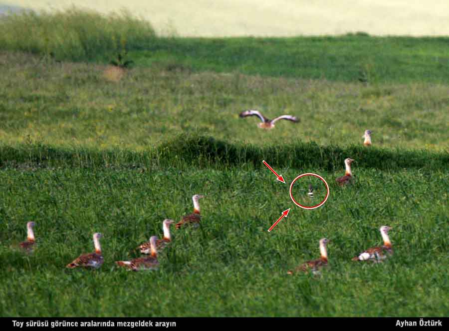 Mezgeldek » Little Bustard » Tetrax tetrax