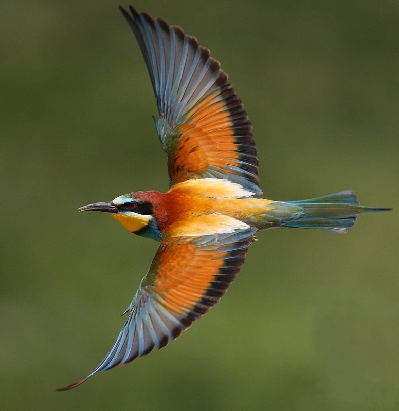 Arıkuşu » European Bee-eater » Merops apiaster