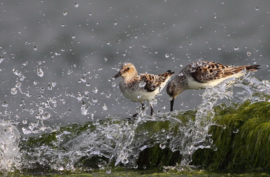 Ak kumkuşu » Sanderling » Calidris alba