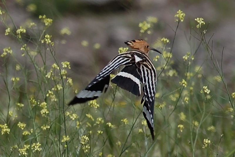 İbibik » Eurasian Hoopoe » Upupa epops