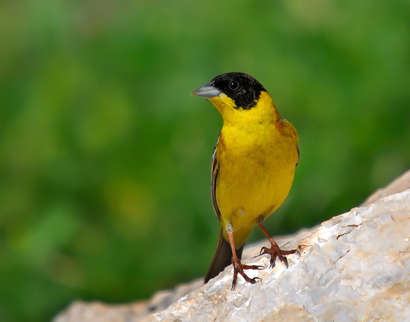 Karabaşlı kirazkuşu » Black-headed Bunting » Emberiza melanocephala
