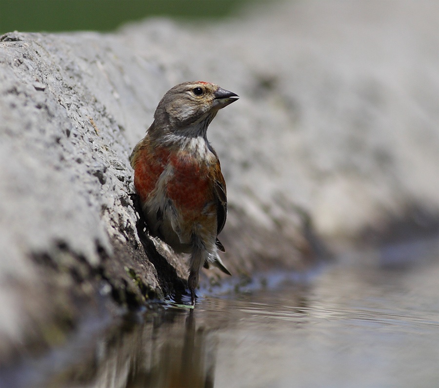 Ketenkuşu » Common Linnet » Linaria cannabina