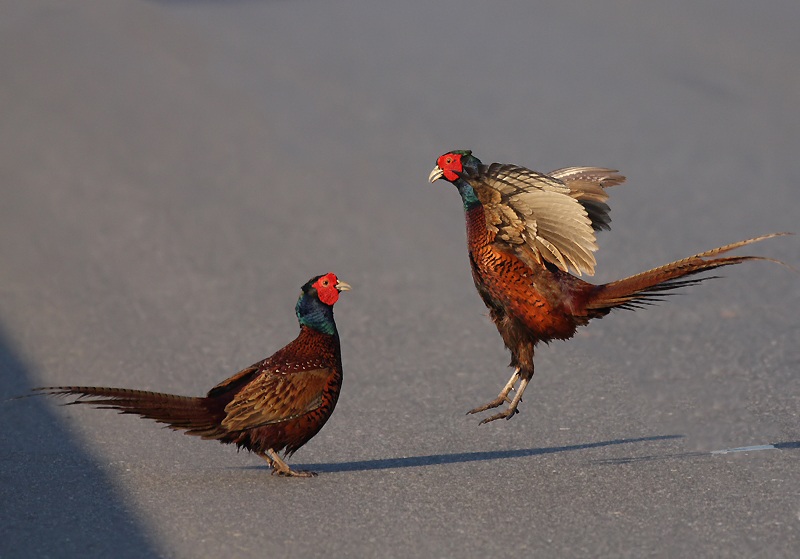 Sülün » Common Pheasant » Phasianus colchicus