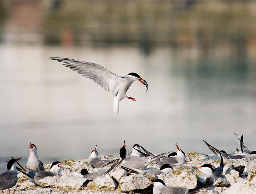 Sumru » Common Tern » Sterna hirundo