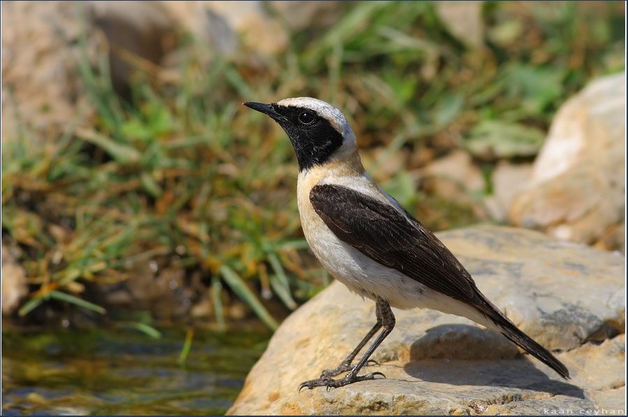 Karakulaklı kuyrukkakan » Black-eared Wheatear » Oenanthe melanoleuca