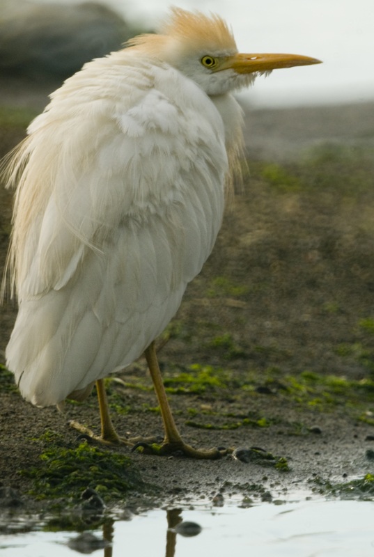 Sığır balıkçılı » Western Cattle Egret » Ardea ibis