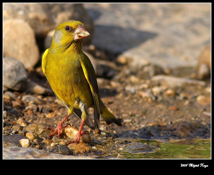Florya » European Greenfinch » Chloris chloris