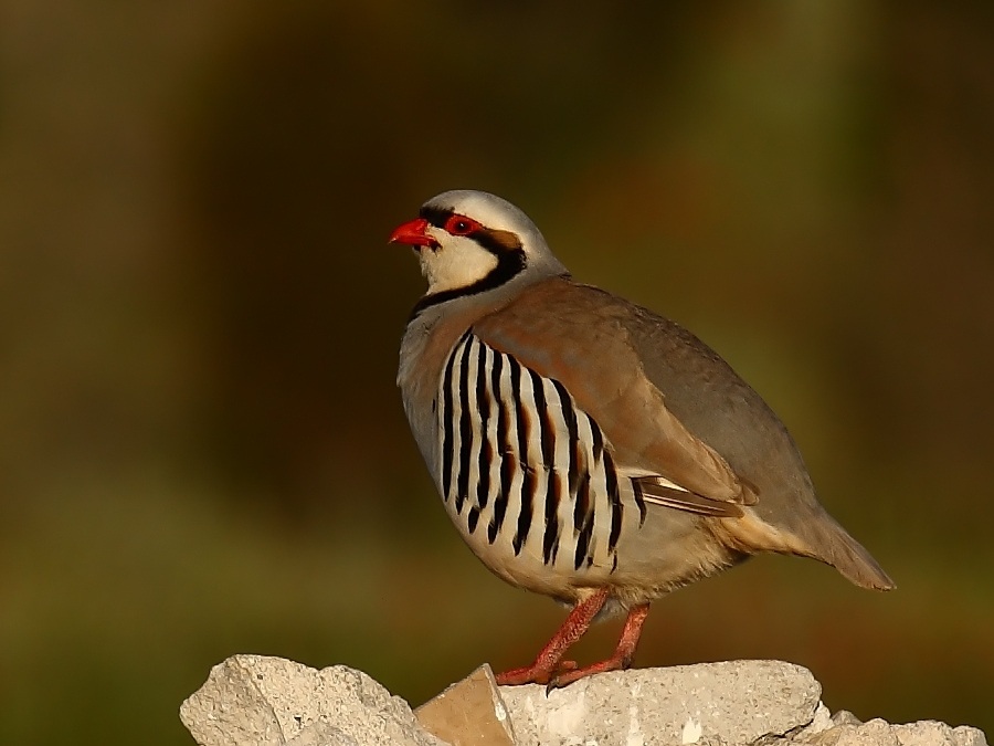 Kınalı keklik » Chukar Partridge » Alectoris chukar