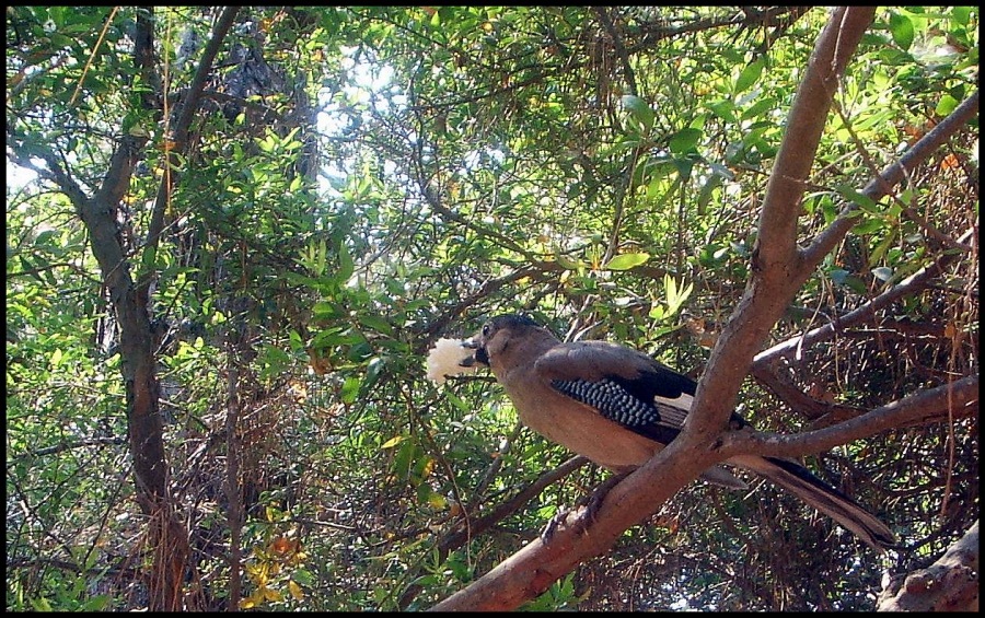 Alakarga » Eurasian Jay » Garrulus glandarius