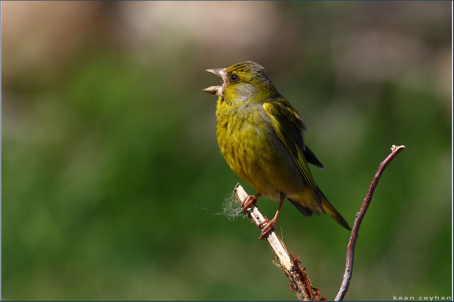 Florya » European Greenfinch » Chloris chloris