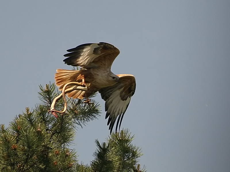 Kızıl şahin » Long-legged Buzzard » Buteo rufinus