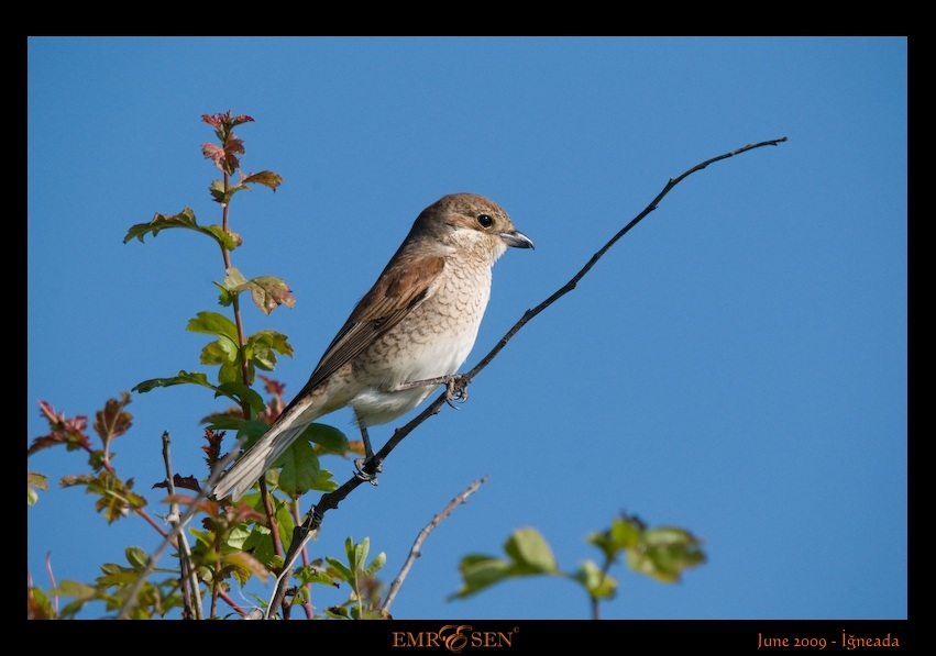 Kızılsırtlı örümcekkuşu » Red-backed Shrike » Lanius collurio