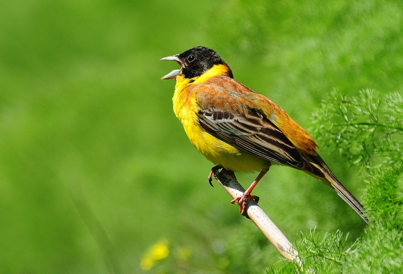 Karabaşlı kirazkuşu » Black-headed Bunting » Emberiza melanocephala