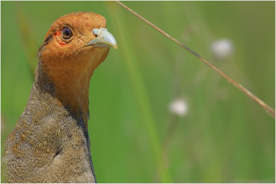 Çilkeklik » Grey Partridge » Perdix perdix