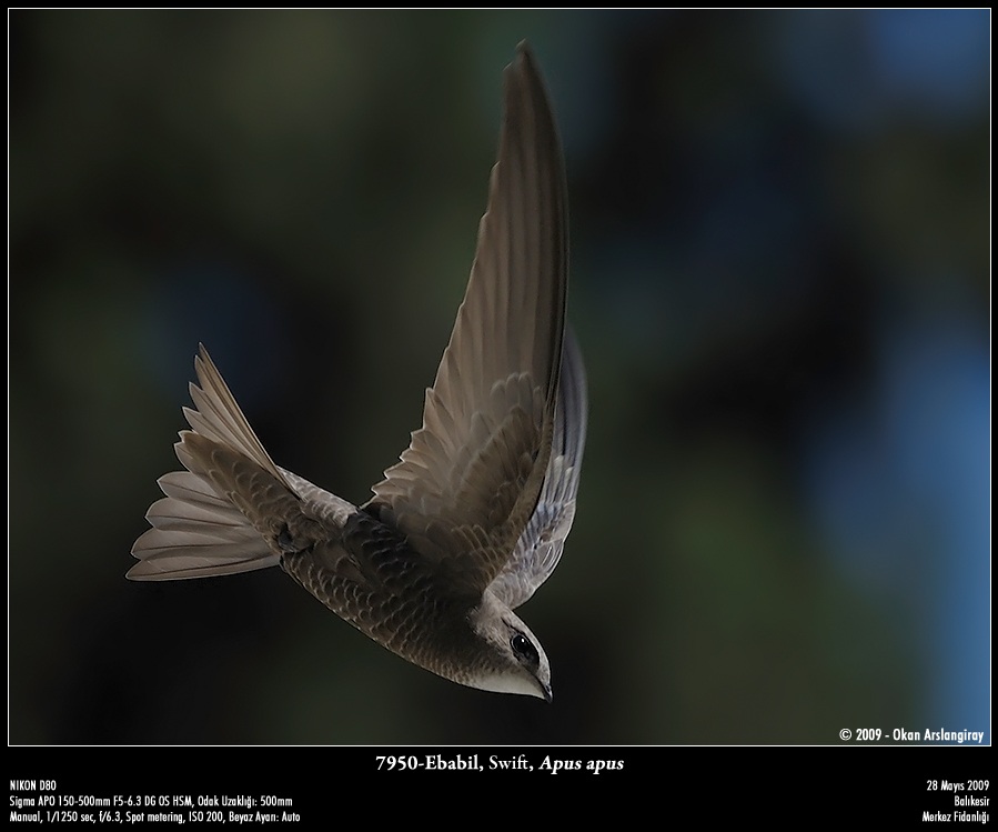 Boz ebabil » Pallid Swift » Apus pallidus