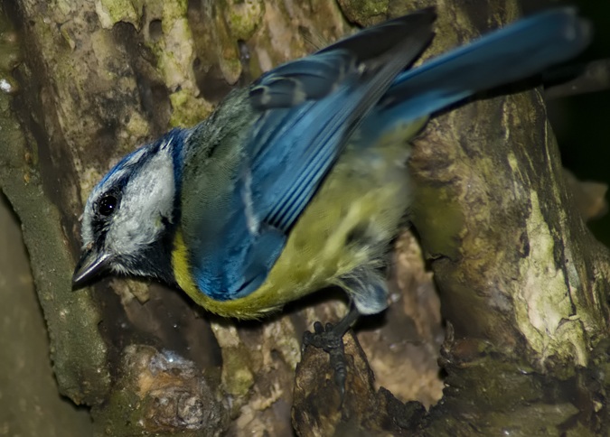Mavi baştankara » Eurasian Blue Tit » Cyanistes caeruleus