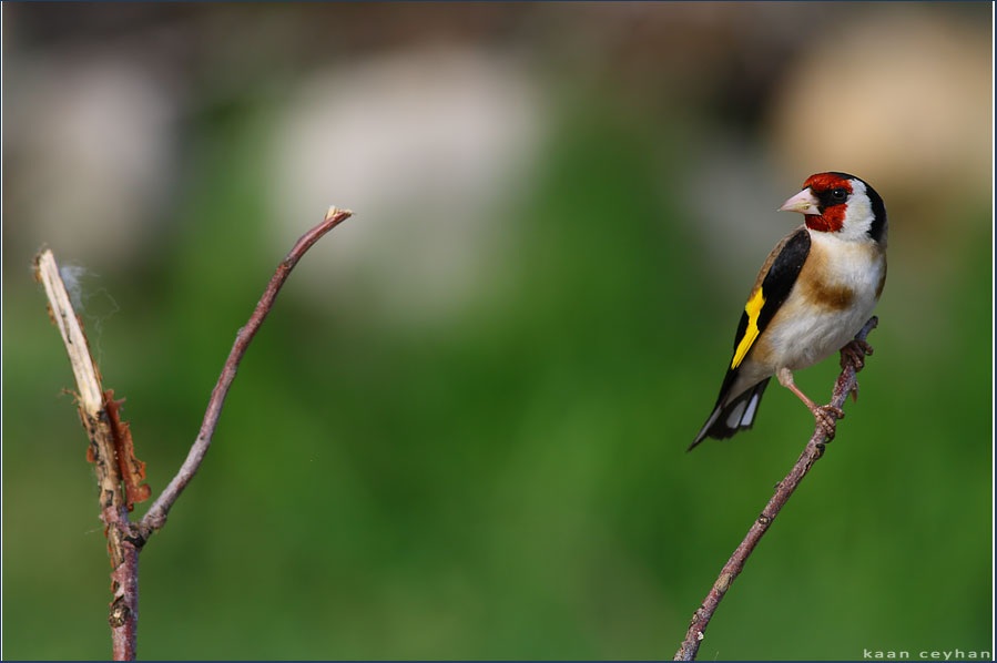 Saka » European Goldfinch » Carduelis carduelis