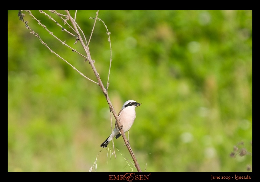 Kızılsırtlı örümcekkuşu » Red-backed Shrike » Lanius collurio