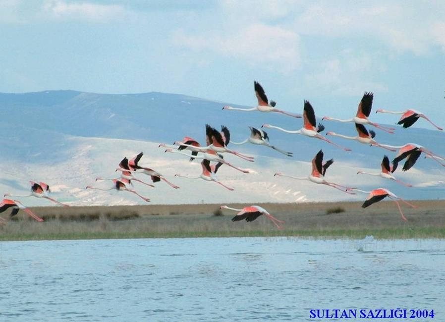 Flamingo » Greater Flamingo » Phoenicopterus roseus